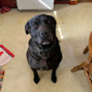 Meet your Posher, Ava